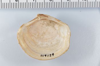 Media type: image; Malacology 119129